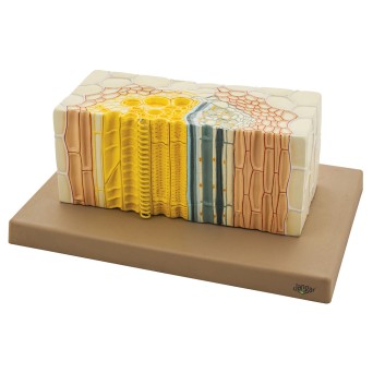 Dicotyledon Plant Vascular Bundle Model