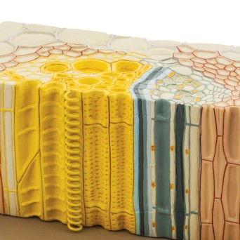 Dicotyledon Plant Vascular Bundle Model