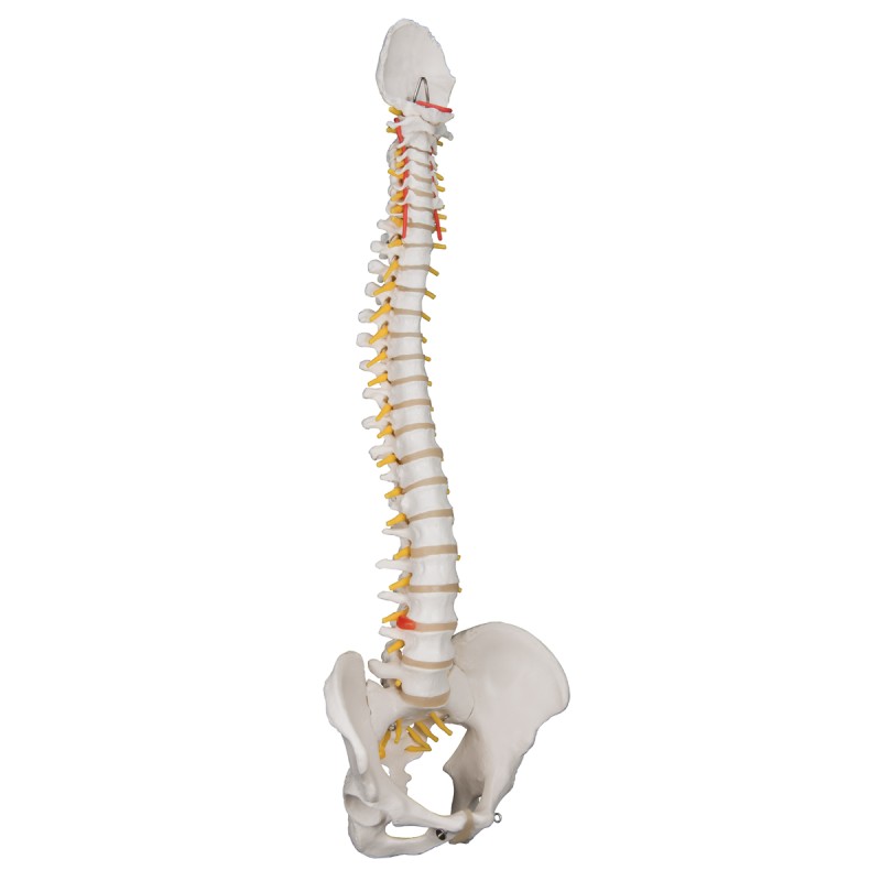 Flexible model of the human spine