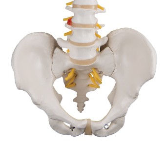 Flexible model of the human spine