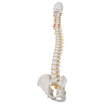 Flexible model of the human spine