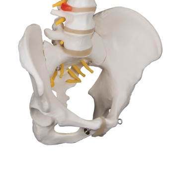 Flexible model of the human spine
