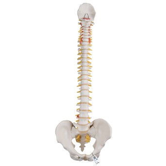 Flexible model of the human spine