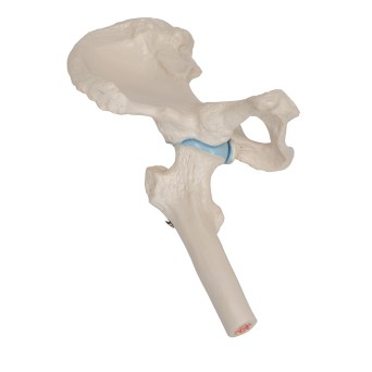 Joint model, with a hip section
