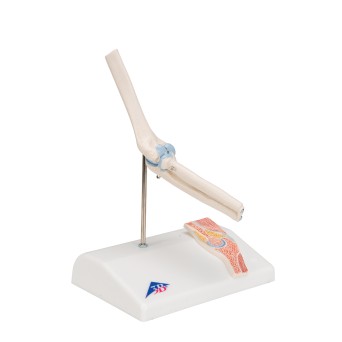 Pond model, with elbow section