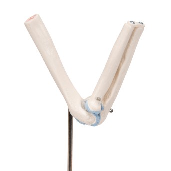 Pond model, with elbow section