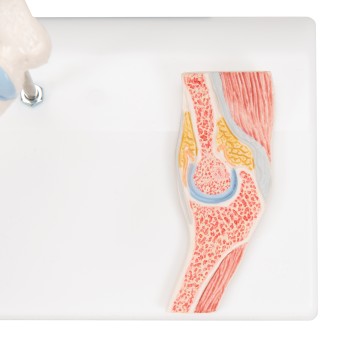 Pond model, with elbow section
