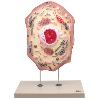 Animal cell model - spatial