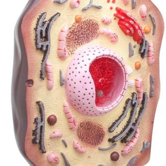 Animal cell model - spatial