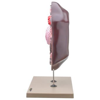 Animal cell model - spatial