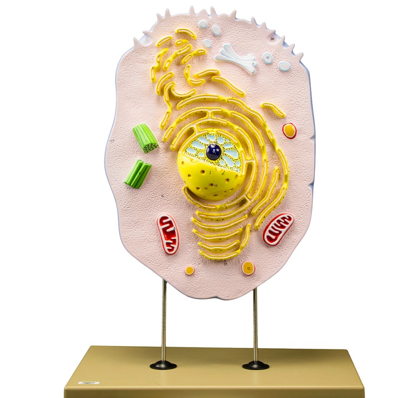 Animal cell model