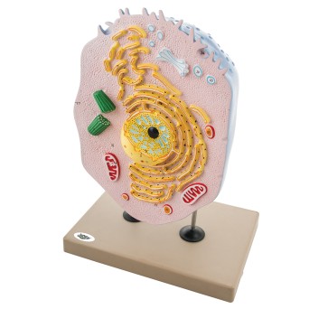 Animal cell model