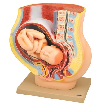 Pregnant woman's pelvis model with Removable Fetus