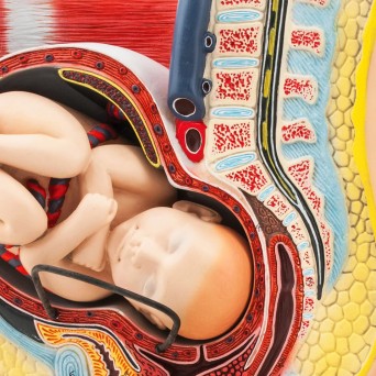 Pregnant woman's pelvis model with Removable Fetus