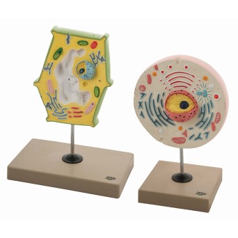Plant and animal cell models, comparative