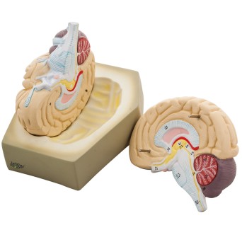 Human brain model, 2-part, basic