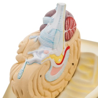 Human brain model, 2-part, basic