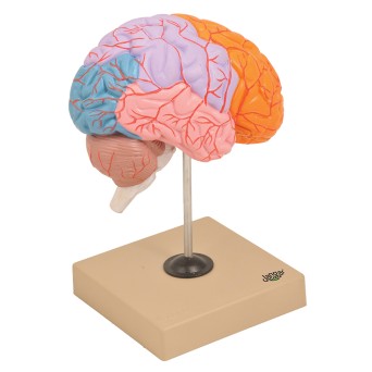 Human brain model with marked lobes