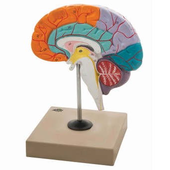 Human brain model with marked lobes