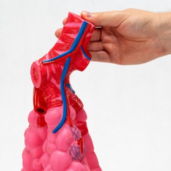 Alveoli lung model