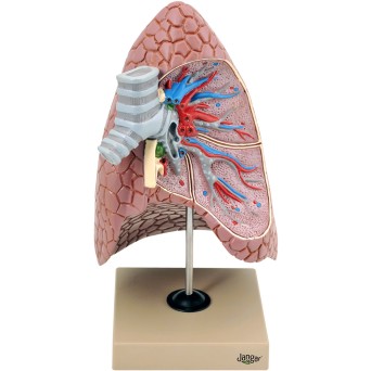 The model of the human right lung with a cross-section