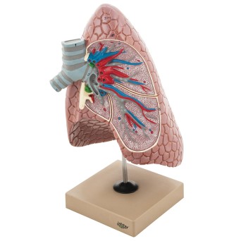 The model of the human right lung with a cross-section