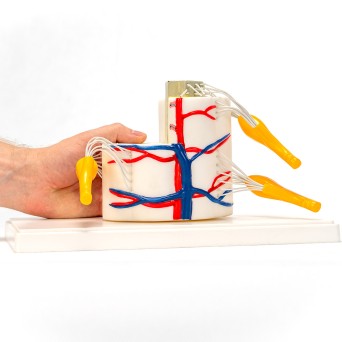 A cross-sectional model of the spinal cord