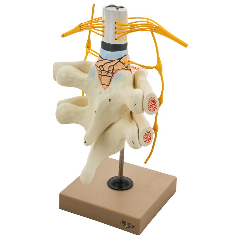 Spinal cord model