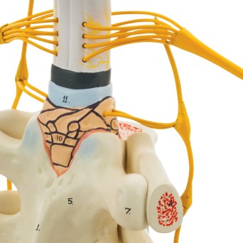 Spinal cord model