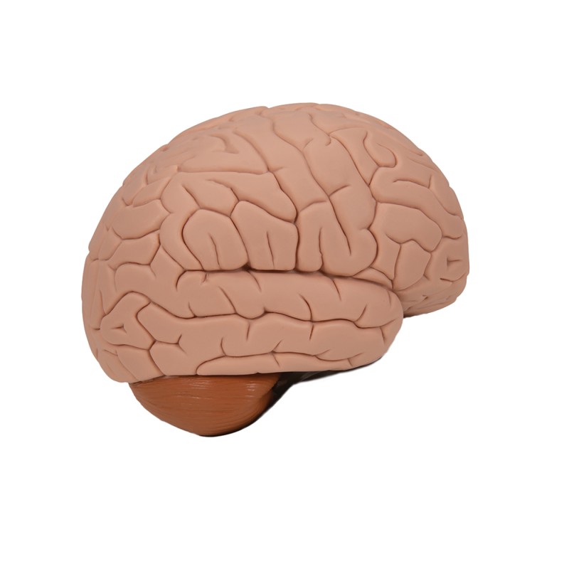 Human brain model, 2-part