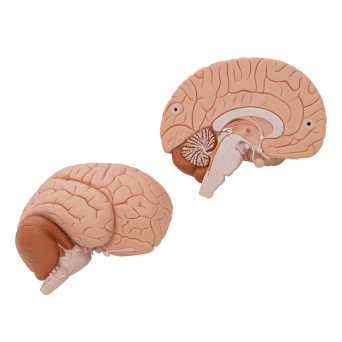 Human brain model, 2-part