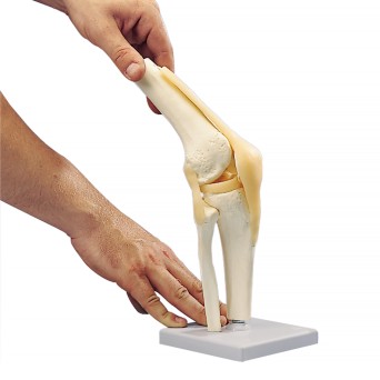 Joint model, mobile - knee, life-size
