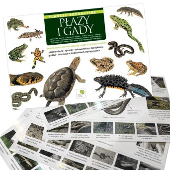 Educational charts, Cpl. 13: Amphibians and reptiles