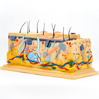 Block Model of Human Skin