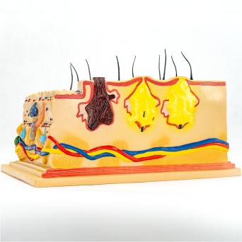 Block Model of Human Skin