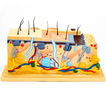 Block Model of Human Skin