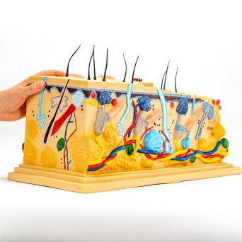 Block Model of Human Skin