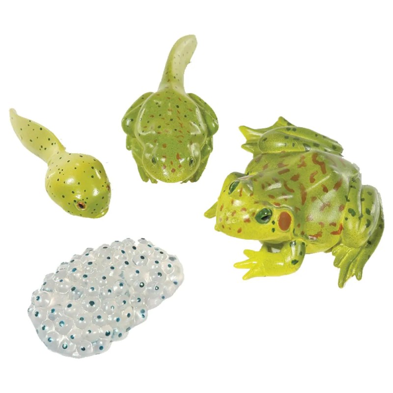 Model Set: Frog Life Cycle