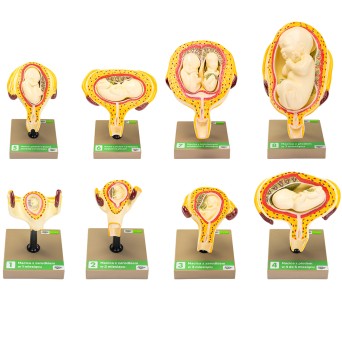 Human foetal development - 8 stages (8 models, 15 parts)