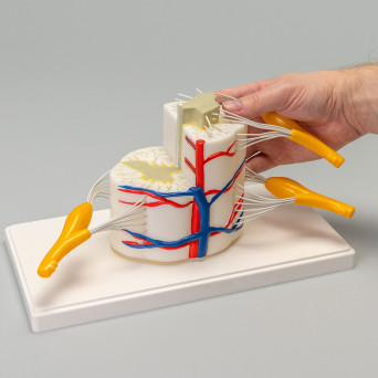 A cross-sectional model of the spinal cord
