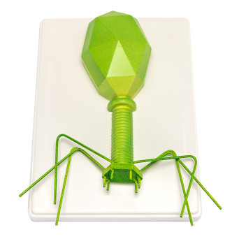 Bacteriophage model