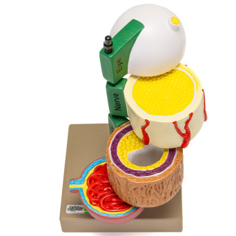 Diabetes-related Anatomy Model, 4-Part