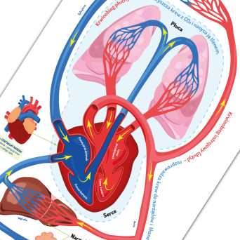 Floor mat: Blood Journey – diagram of the human circulatory system