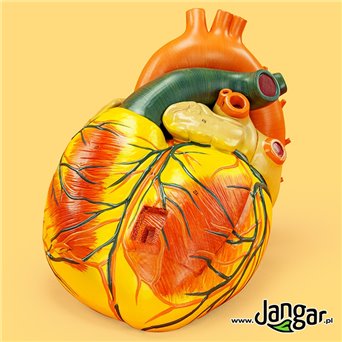 A great model of the human heart, 3-part