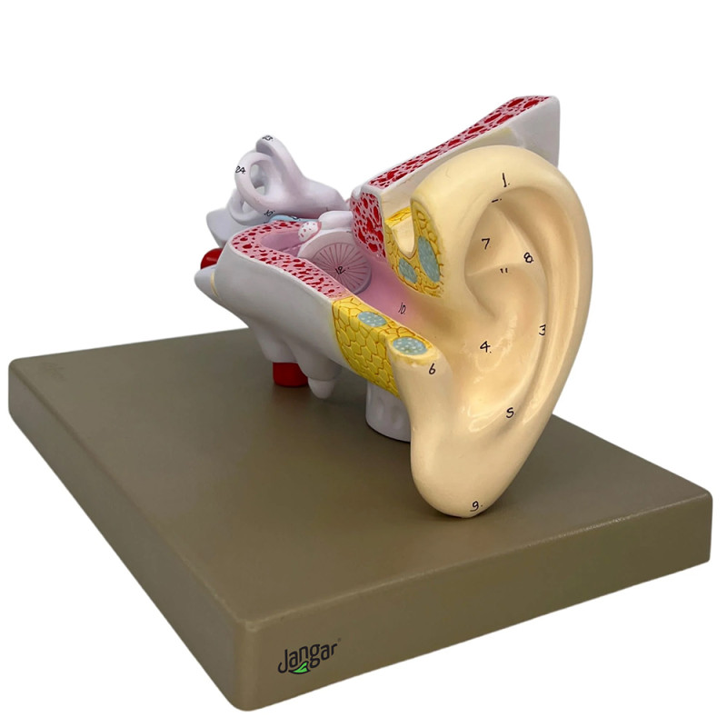 Human ear model, 2x, 3x.