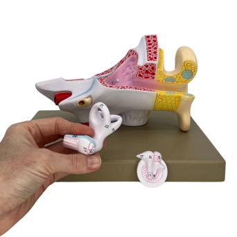 Human ear model, 2x, 3x.