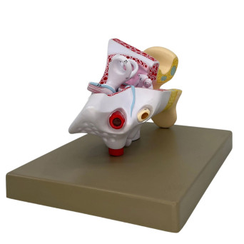 Human ear model, 2x, 3x.