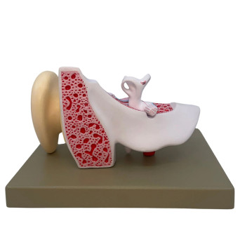 Human ear model, 2x, 3x.