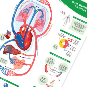 Wall Chart: Human Circulatory System, 90 × 130 cm, Laminated, with Wooden Rods
