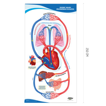 Mata podłogowa: Wędrówka krwi – schemat układu krwionośnego człowieka